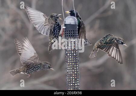 Des amidons se battent en plein air autour de l'engraisseur d'oiseaux Banque D'Images