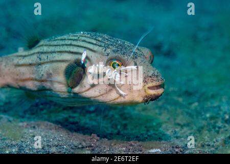 Un souffleur rayé [Arothron manilenses] nettoyé par une magnifique crevette d'anémone [Ancylomenes magnifilus]. Détroit de Lembeh, Nord de Sulawesi, Indonésie Banque D'Images