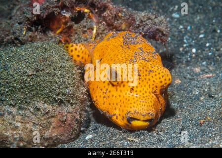 Jeune Starpuffer [Ararthron stellatus]. Détroit de Lembeh, Sulawesi du Nord, Indoesia. Banque D'Images