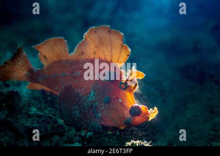 Rhinopias eschmeyeri rétroéclairé. Détroit de Lembeh, Nord de Sulawesi, Indonésie. Banque D'Images