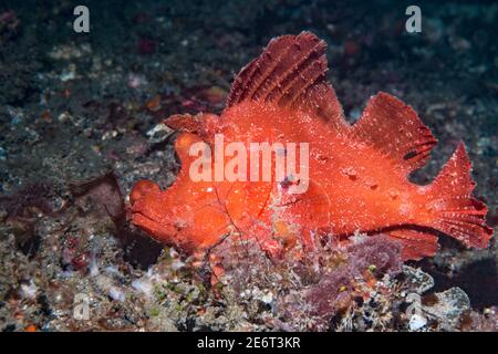 Rhinopias eschmeyeri avec isopodes [Nerocilla sp]. Détroit de Lembeh, Nord de Sulawesi, Indonésie. Banque D'Images