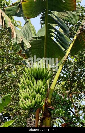 Bananes poussant sur l'arbre, grand bouquet, à l'envers, vert, fruit, nutritif, tropical, nourriture, Amérique du Sud, forêt tropicale amazonienne, Equateur Banque D'Images