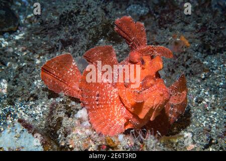 Rhinopias eschmeyeri avec des grognements impairs. Détroit de Lembeh, Nord de Sulawesi, Indonésie. Banque D'Images