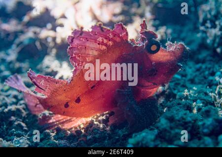 Rhinopias eschmeyeri rétroéclairé. Détroit de Lembeh, Nord de Sulawesi, Indonésie. Banque D'Images