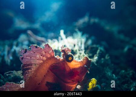 Rhinopias eschmeyeri rétroéclairé. Détroit de Lembeh, Nord de Sulawesi, Indonésie. Banque D'Images