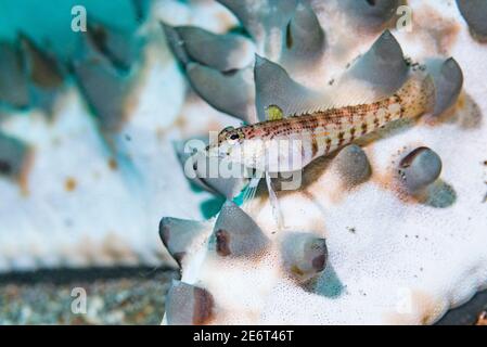 Le cornouiller de Snyder [Paraperci snyderi] perchée sur une étoile de mer [Protoreaster nodosus]. Détroit de Lembeh, Nord de Sulawesi, Indonésie. Banque D'Images