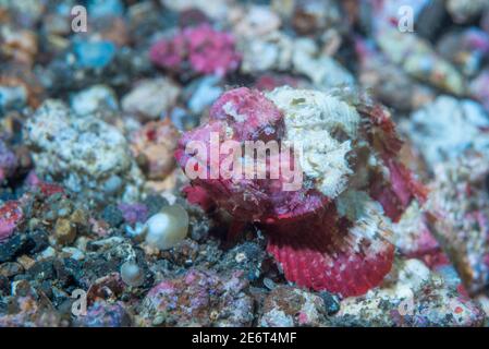 [Scorpaenopsis diabolus rascasses à bosse]. Détroit de Lembeh, au nord de Sulawesi, Indonésie. Banque D'Images