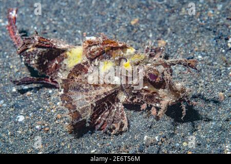 Ambon scorpionfish [Pteroidichthys amboinensis]. Détroit de Lembeh, au nord de Sulawesi, Indonésie. Banque D'Images