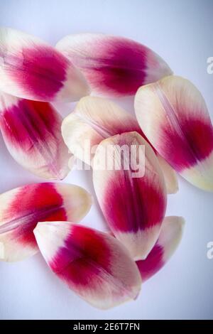 Photo macro des pétales d'une tulipe Banque D'Images