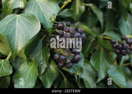 Ivy fruit avec baie noire comme des grappes globulaire Banque D'Images