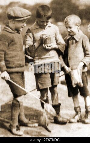 Trois jeunes garçons anglais au début des années 1900 (vers les années 1940 / 1950) collectant des newts et des grenouilles frayent d'un étang local dans un pot à confiture. Banque D'Images