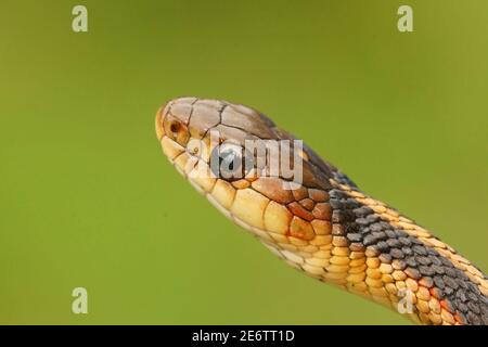 Gros plan d'un thamnophis sirtalis ,.Common Garter Snake, sur un fond vert Banque D'Images