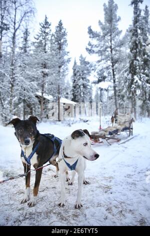 Suède, Laponie, Comté de Norrbotten, forêt de Harads, chiens nordiques reliés à un traîneau au milieu de la forêt boréale Banque D'Images