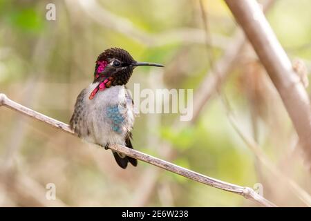 Colibri d'abeille, Mellisuga helenae, le plus petit oiseau du monde, mâle adulte sauvage dans le plumage de reproduction perchée sur la tige d'herbe, Zapata, Cuba Banque D'Images