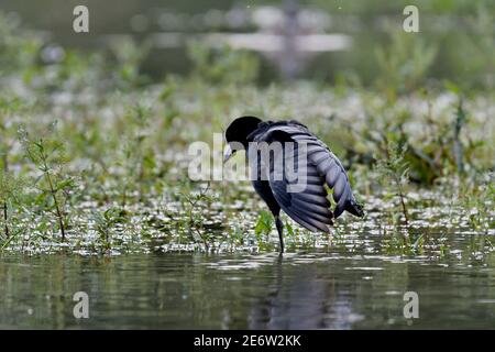 France, Doubs, oiseau, coot eurasien (Fulica atra), marais Banque D'Images