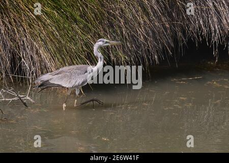 France, Gard (30), petite Camargue, Gallicien, étang de Scarandre, Héron juvénile (Ardea cinerea) Banque D'Images