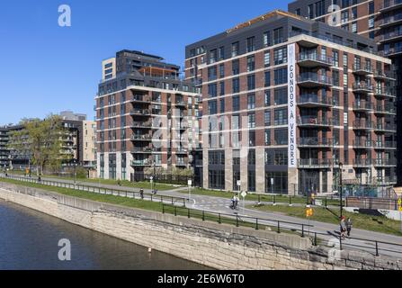 Canada, province de Québec, Montréal, le nouveau quartier Griffintown et ses récents immeubles d'appartements le long du canal de Lachine, piste cyclable Banque D'Images