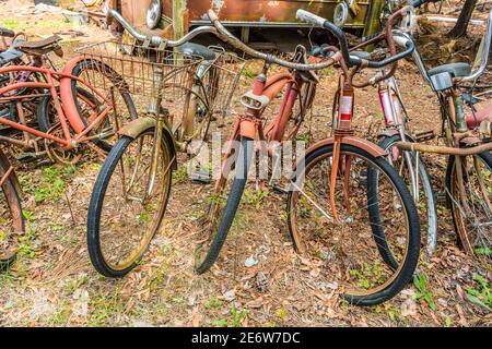 Un groupe de vieux vélos d'époque laissé dehors pour la pourriture et pourriture avec d'autres débris de pourriture dans les bois Banque D'Images