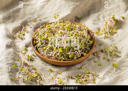 Microgreens de Red Radish cru biologique dans un bol Banque D'Images