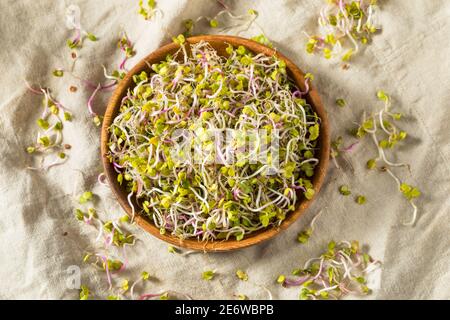 Microgreens de Red Radish cru biologique dans un bol Banque D'Images