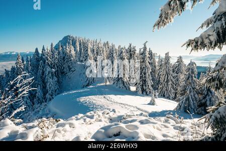 Arbres gelés en haut de la montagne. Paysage scandinave d'hiver enneigé, Finlande. Épinettes couvertes de neige. Pittoresque et magnifique scène viticole Banque D'Images