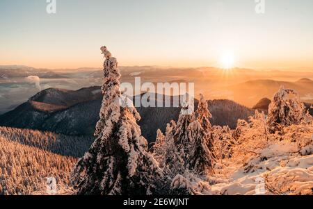 Incredible winter mountains with snow cowered trees. Colorful outdoor. Majestic winter trees glowing by sunlight. Artistic style post processed photo Banque D'Images