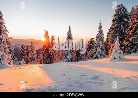 Des montagnes d'hiver incroyables avec des arbres enneigés. Extérieur coloré. Majestueux arbres d'hiver illuminés par la lumière du soleil. Photo post-traitée de style artistique Banque D'Images