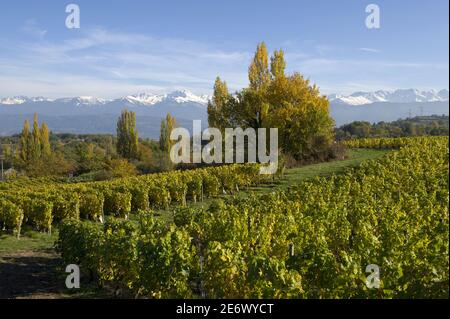 France, Savoie, (73) , coombe de Savoie, vignoble de saint-André et massif de Belledonne Banque D'Images