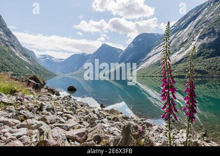 Les digitalis roses poussent près de la rive du lac Jolstravatnet Parc national de Jostedalsbreen en Norvège Banque D'Images