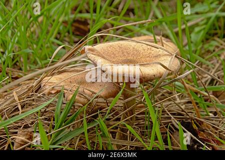 Champignons russula jaunes dans l'herbe - Russula ochroleuca Banque D'Images