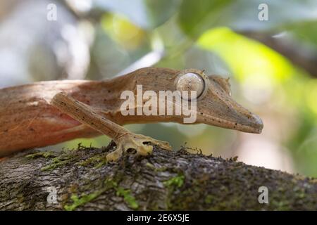Madagascar, est, Parc national d'Andasibe-Mantadia, gecko (Uroplatus lineatus) Banque D'Images