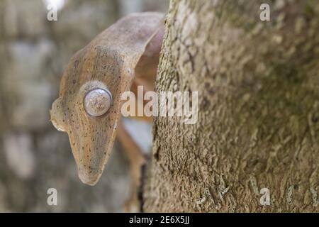 Madagascar, est, Parc national d'Andasibe-Mantadia, gecko (Uroplatus lineatus) Banque D'Images