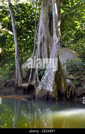 Caraïbes, Ile de la Dominique, Portsmouth, les rives de la rivière indienne, sang de dragon ou bois de sang (Pterocarpus officinalis) Banque D'Images