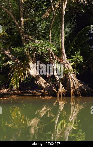 Caraïbes, île de la Dominique, Portsmouth, les rives de la rivière indienne Banque D'Images