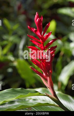 Caraïbes, Ile de la Dominique, Portsmouth, les rives de la rivière indienne, gingembre rouge (Alpinia purpurata) Banque D'Images