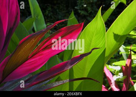 Caraïbes, Ile de la Dominique, Portsmouth, les rives de l'Indian River, Ti-plant (Cordyline fruticosa) Banque D'Images