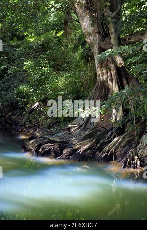 Caraïbes, Ile de la Dominique, Portsmouth, les rives de la rivière indienne, sang de dragon ou bois de sang (Pterocarpus officinalis) Banque D'Images