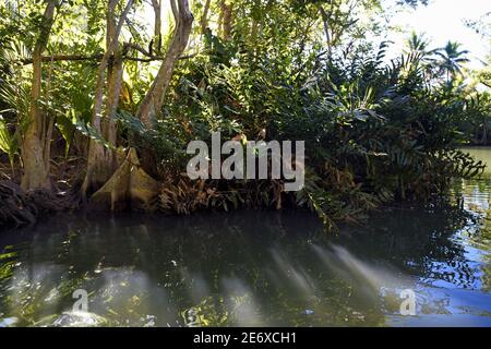 Caraïbes, île de la Dominique, Portsmouth, les rives de la rivière indienne Banque D'Images