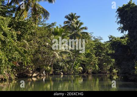 Caraïbes, île de la Dominique, Portsmouth, les rives de la rivière indienne Banque D'Images