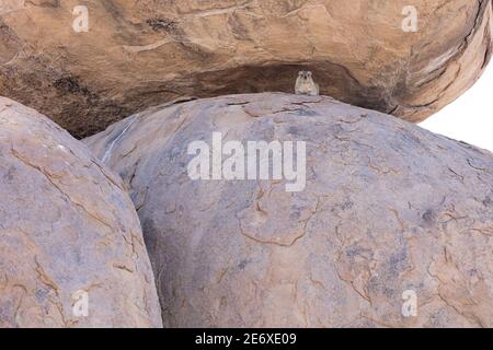 Namibie, désert du Namib, camp de Madisa, Kalkbron, Cap Hyrax (Procavia capensis) Banque D'Images