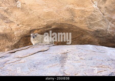 Namibie, désert du Namib, camp de Madisa, Kalkbron, Cap Hyrax (Procavia capensis) Banque D'Images