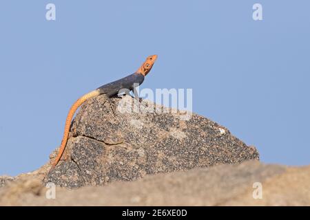 Namibie, désert du Namib, camp de Madisa, Agame des colons, (Agama agama) Banque D'Images