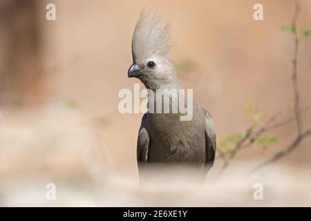 Namibie, désert du Namib, camp de Madisa, Kalkbron, oiseau gris, (Corythaixoides concolor) Banque D'Images