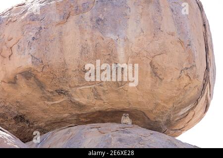 Namibie, désert du Namib, camp de Madisa, Kalkbron, Cap Hyrax (Procavia capensis) Banque D'Images