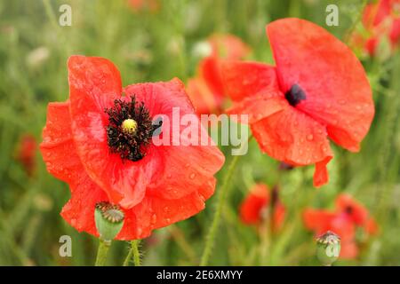 Coquelicots sauvages rouge vif poussant dans un champ de blé vert non mûr, détail sur les fleurs en fleur Banque D'Images