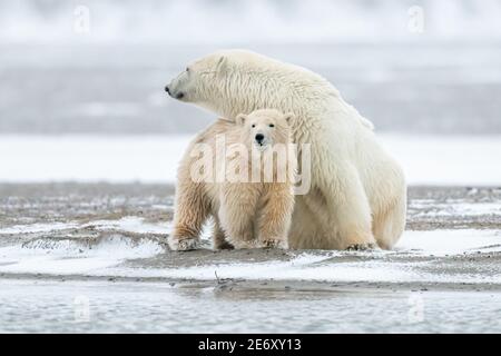 Ours polaire (Ursus maritimus) mère et cub dans le cercle arctique de Kaktovik, en Alaska Banque D'Images