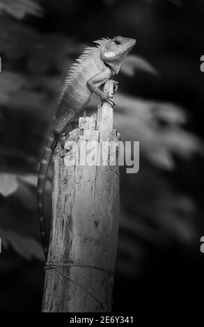 Magnifique jardin vert lézard grimper et s'asseoir sur le tronc en bois comme un roi de la jungle, tête colorée et pointes vives dans le spin Banque D'Images