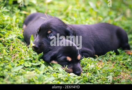 Les chiots Dachshund mignons qui se trouvent dans l'arrière-cour, se câliner et jouer avec les nouveau-nés frères et sœurs, explorer, regarder et apprendre l'environnement, en prenant soin l'un de l'autre Banque D'Images