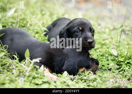 Les chiots Dachshund mignons qui se trouvent dans l'arrière-cour, se câliner et jouer avec les nouveau-nés frères et sœurs, explorer, regarder et apprendre l'environnement, en prenant soin l'un de l'autre Banque D'Images