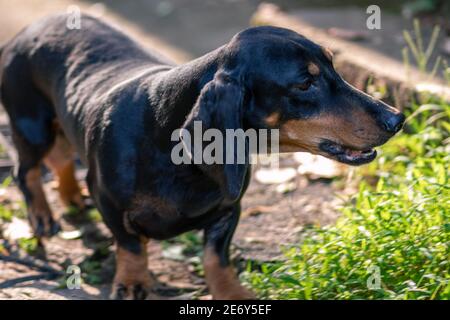 Dachshund maman chien , protecteur des nouveau-nés petits, aboie à tout le monde autour. Banque D'Images